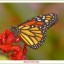 Monarchvlinder