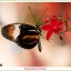 Passiebloemvlinder